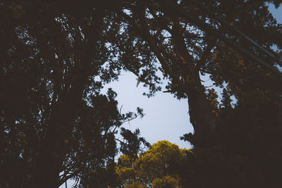 Low angle view of trees in forest against sky