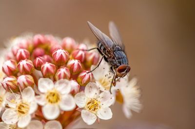 Close-up of insect on flower