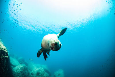 Jellyfish swimming in sea