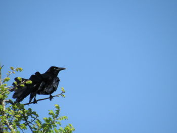 Low angle view of clear blue sky