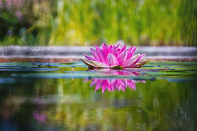 Pink lotus water lily in lake