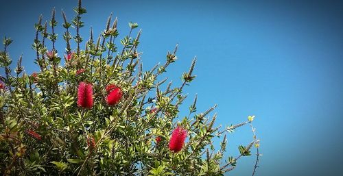 Low angle view of flowers against clear sky