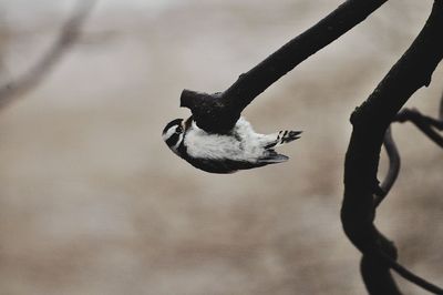 Close-up of bird perching on branch