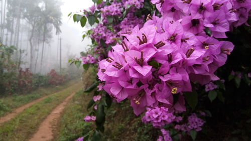 Close-up of fresh flowers on tree