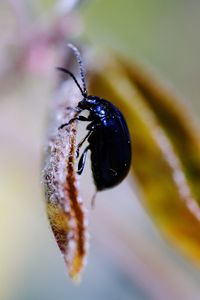 Close-up of bee