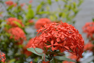 Close-up of orange flowers blooming in garden