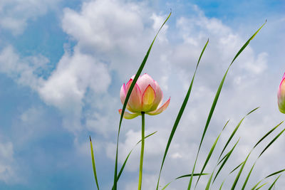 Close-up of flower blooming against sky