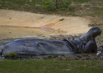 Horse in water