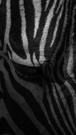 Full frame shot of a zebra