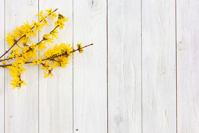 Close-up of yellow flowering plant against wall