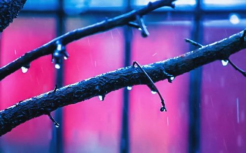 Close-up of snow on branch