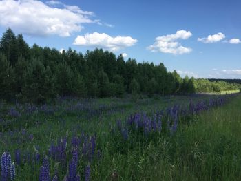 Scenic view of flowering plants on field against sky