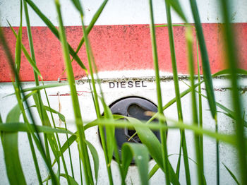 Close-up of green plants on metal fence