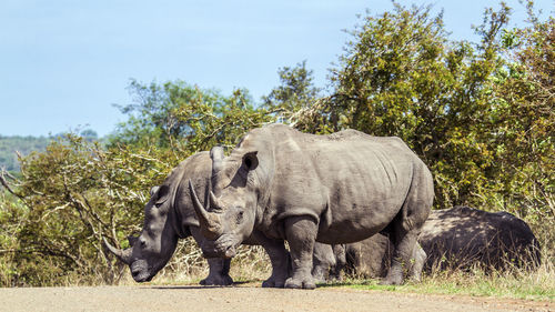 Side view of rhinoceros standing on field