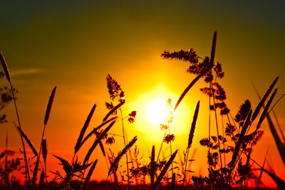 Close-up of silhouette plants on field against orange sky