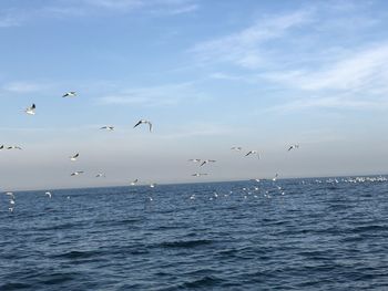 Seagulls flying over sea