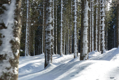 Snow covered trees in forest