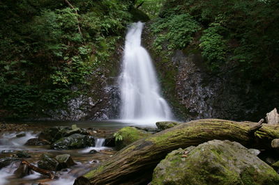 Scenic view of waterfall in forest