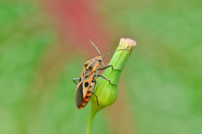 Close-up of shiwld bug on leaf