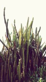 Close-up of fresh corn against clear sky