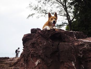 Dog looking away on rock