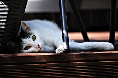 Close-up of a cat resting