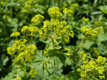 Close-up of fresh green plants