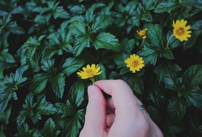 Cropped hand of woman holding daisy flower