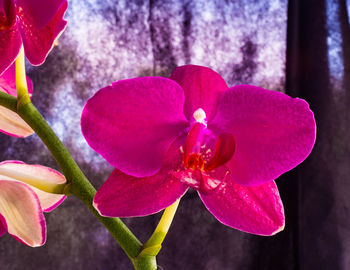 Close-up of pink flowers blooming outdoors