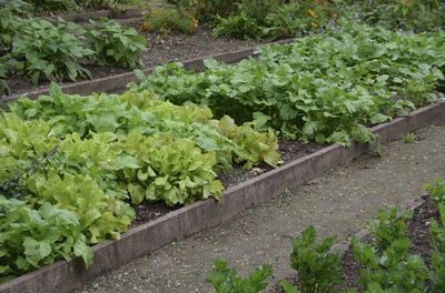 Plants growing in garden