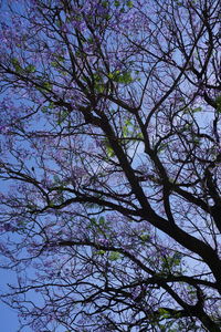 Low angle view of flower tree against clear sky