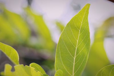 Close-up of plant