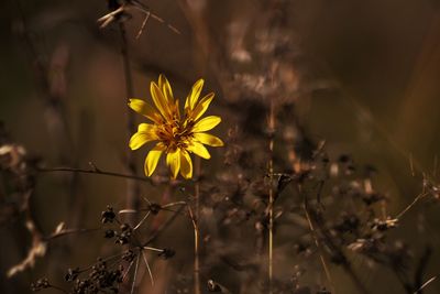 Close-up of yellow flowering plant on field