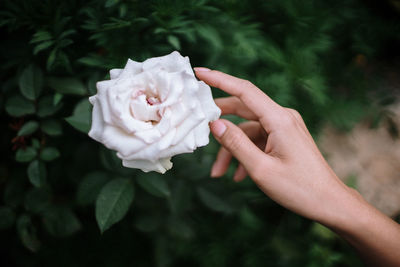 Close-up of hand holding rose flower