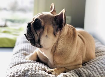 Close-up of a dog looking away