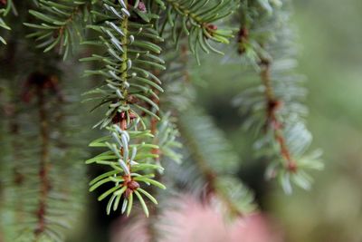 Close-up of insect on pine tree