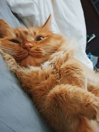 Close-up of cat lying on bed