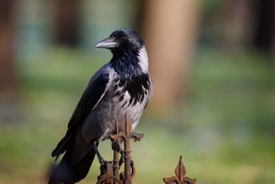 Hooded crow birds, corvus tristis in park.