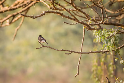 Bird perching on branch