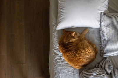 High angle view of cat sleeping at home