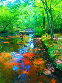 Reflection of trees in river