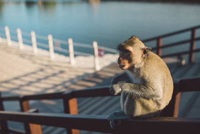 Monkey sitting on railing 