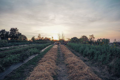 Scenic view of field against sky during sunset