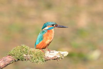 Close-up of bird perching outdoors