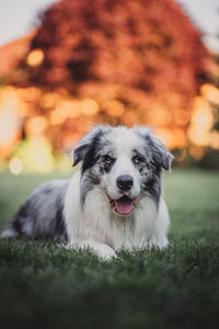 Close-up portrait of dog on field