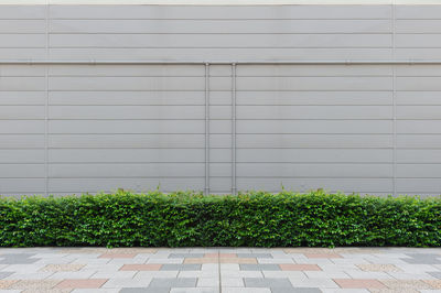 Plants growing against wall in city