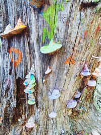 Full frame shot of tree trunk