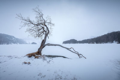 Bare tree by lake against sky during winter