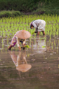 Female farmers working in rice field