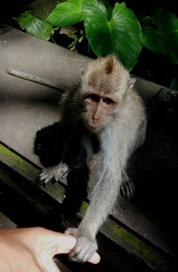 High angle view of monkey holding human finger in forest